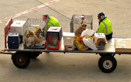 Normele de transport de animale pe un avion, tren și autobuz