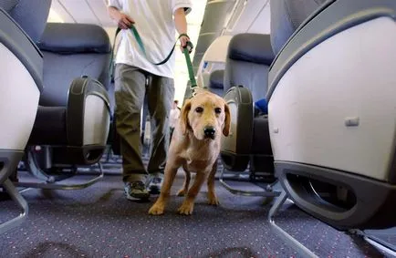 правила за превоз на животни върху самолет, влак и автобус