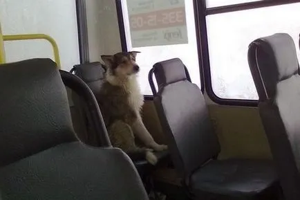 Normele de transport de animale pe un avion, tren și autobuz