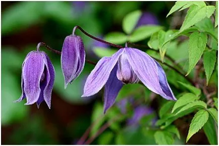 Condiții de primăvară Clematis tăiere