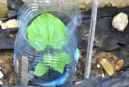 Szabályok ültetés uborka műanyag palackban