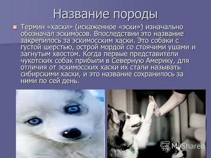 Представяне на проект за обучение на кучета порода - сибирско хъски - готов ученик 5 б