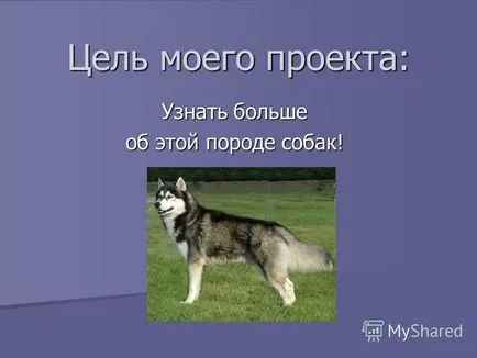 Представяне на проект за обучение на кучета порода - сибирско хъски - готов ученик 5 б