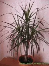 Ha bármilyen belső dracaena nézne látványos - egy titkos kert