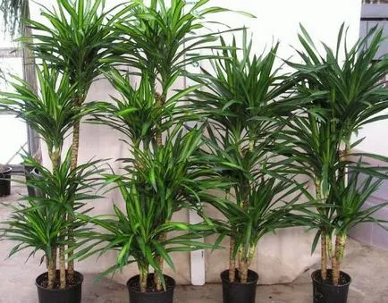 Ha bármilyen belső dracaena nézne látványos - egy titkos kert