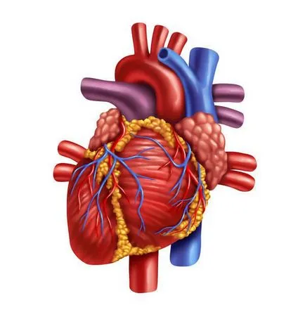 Причини за възникване на шум на сърцето в едно дете, симптомите