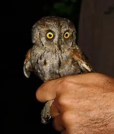 Acasă bufniță conținut scops Owl, fotografii