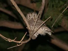 Acasă bufniță conținut scops Owl, fotografii