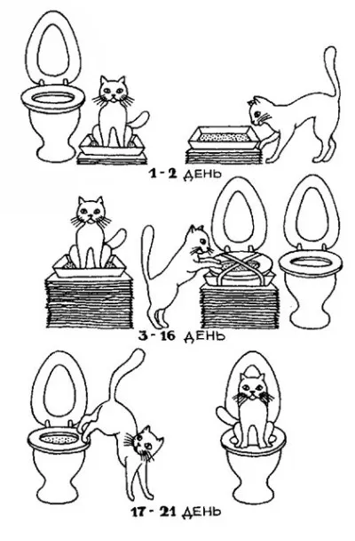 Домашни любимци в градската джунгла - тоалетна за котки