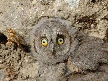 Acasă bufniță conținut scops Owl, fotografii