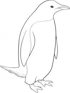 Egyszerű tipp, hogyan kell felhívni a pingvin ceruza szakaszaiban