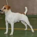 Russell terrier - Jack és Parson, kutya világ