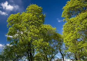 Plantele cu frunze albastre și argint, creând o grădină frumoasă