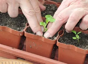 Sokszorosítása őszirózsa magok az otthon (lakossági) környezetre, a növény világ