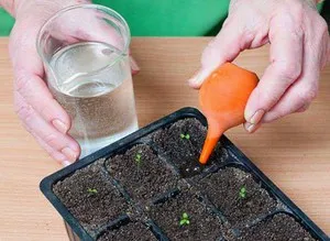 Sokszorosítása őszirózsa magok az otthon (lakossági) környezetre, a növény világ