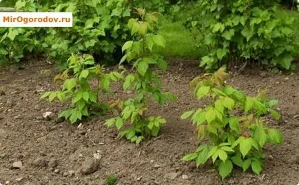 Sokszorosítása málna, mint néhány bokor híg bogyó tele