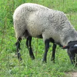 Crapi în iaz, afaceri agricole