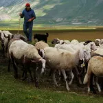 Tenyésztési ponty a tóban, a mezőgazdasági vállalkozások