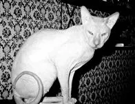 Tenyésztési szfinx macska, szfinxek - könyv, webfermer-vebfermer Library Online Free