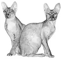 Tenyésztési szfinx macska, szfinxek - könyv, webfermer-vebfermer Library Online Free