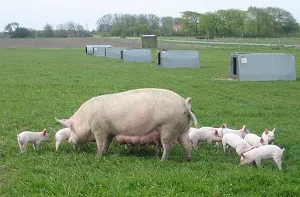 Tenyészsertésen otthon, mint egy jövedelmező üzlet