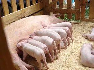 Porci pentru reproducere la domiciliu ca o afacere profitabilă