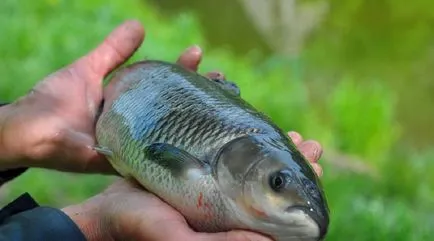 Tenyésztési ponty a tóban, a mezőgazdasági vállalkozások