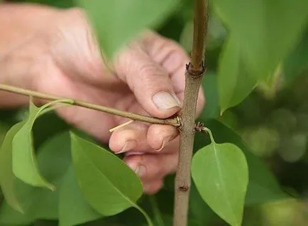 Reproducere liliac butași verzi