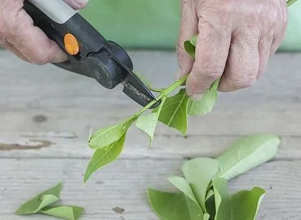 Възпроизвеждането люлякови зелени резници