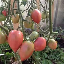 Rețetă tomate rubin - Posturi populare