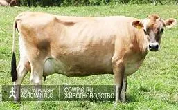 rase de bovine de lapte Rating-