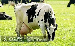 породи Рейтинг млечни крави