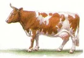 rase de bovine de lapte Rating-