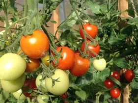 Rețetă tomate rubin - Posturi populare