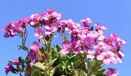 Arabis kaukázusi, nő virágok a kertben, nyáron rezidens nap