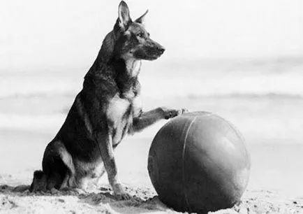 Rin Tin-Tin-- a kutya, aki megmentette a csődtől Hollywood