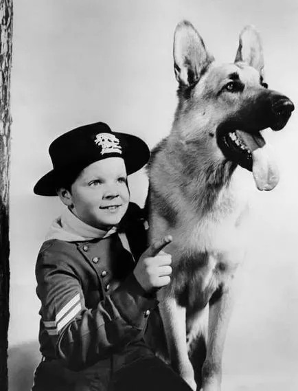 Rin Tin-Tin-- a kutya, aki megmentette a csődtől Hollywood