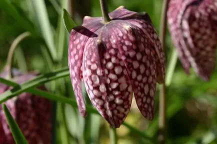 Fritillaria imperialis fotografie, îngrijire, cultivare