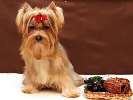 Руската куче салон (русалка) се размножават описание със снимки и видео