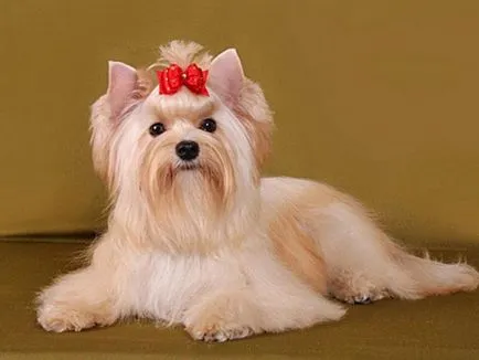 Руската куче салон (русалка) се размножават описание със снимки и видео