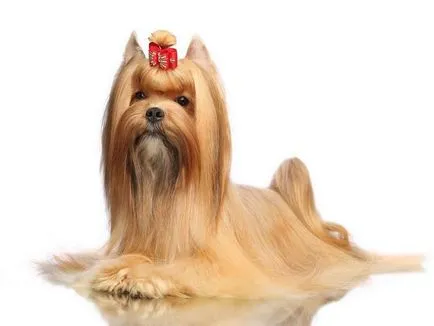 salon de câine rus (sirena) rasa descriere cu fotografii și video