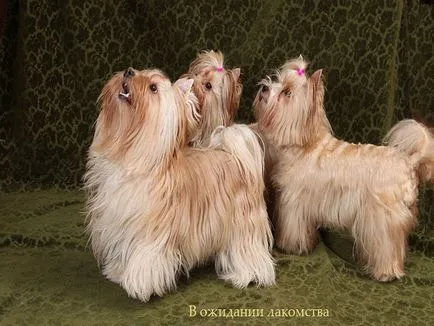 salon de câine rus (sirena) rasa descriere cu fotografii și video