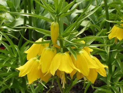 Fritillaria imperialis fotografie, îngrijire, cultivare