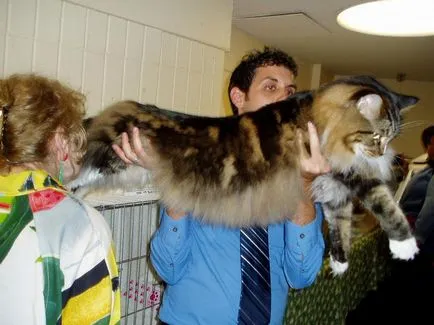A legnagyobb macska a világon