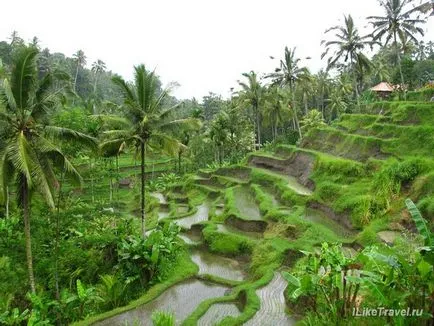 Független utazás Bali szigetén