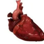 musculare cardiac - caracteristici și caracteristici, de ce doare inima