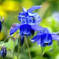 virágmag aquilegia