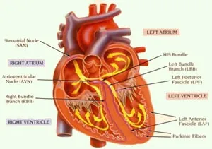 Heart - o viață mașină de mișcare perpetuă