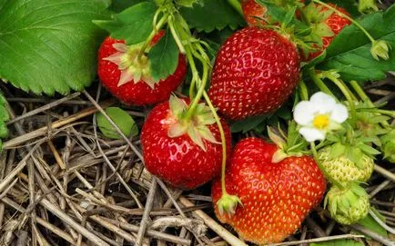 Secretele cultivarea organică de căpșuni în grădină ()