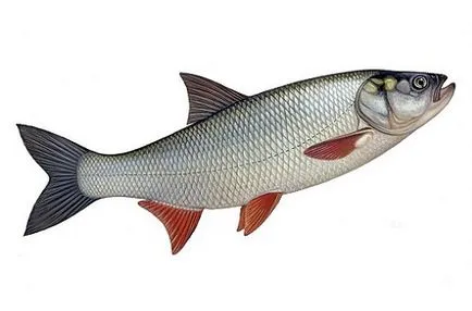 Семейството на шаранови видове риби с местообитания и други функции